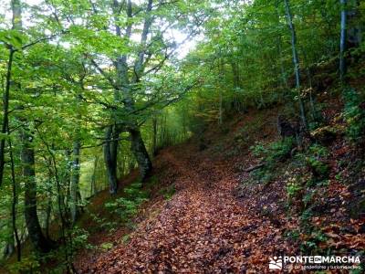 Hayedos Parque Natural de Redes;circo de gredos rutas toledo rio guadarrama